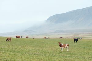 Grass-fed Cows
